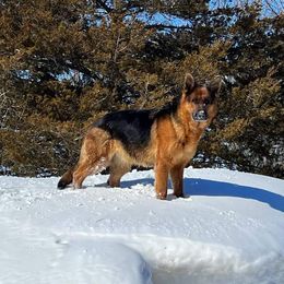 LEXI - German Shepherd