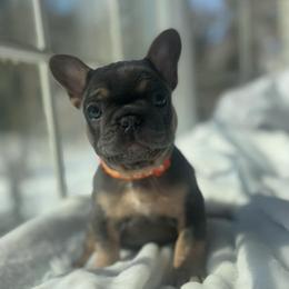 Orange collar - Tricolors female French Bulldog puppy in Salisbury, Maryland from 77 Frenchies Maryland