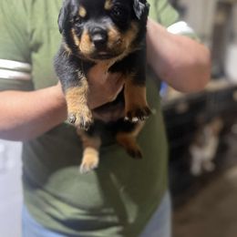 Girl 2 - female Rottweiler puppy in Buskirk, New York from Misjef Rottweilers