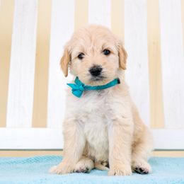 Goldendoodles and Poodles from Grand Valley Goldendoodles