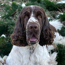 Kermis - English Springer Spaniel