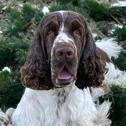 Kermis - English Springer Spaniel