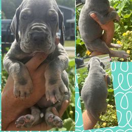 RIGATONI - Blue female Great Dane puppy in Bolivar, New York from Prophecy Danes
