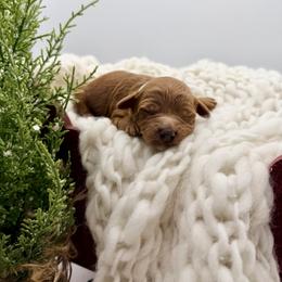 Turq Boy - Red  male Goldendoodle puppy in Philadelphia, Mississippi from Oakie Doodles