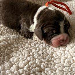 Orange Boy - Liver white and tan male English Springer Spaniel puppy in Cleburne, Texas from Powers English Springer Spaniels