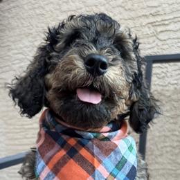 Bernedoodles and Goldendoodles from Goldendoodles in Gilbert