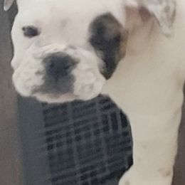 Bulldogs from Fithian's Bulldogs