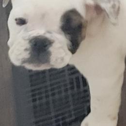 Bulldogs from Fithian's Bulldogs