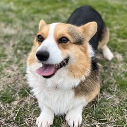 Waylon - Pembroke Welsh Corgi