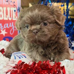 Girl 1 - Lilac female Shih Tzu puppy in Desoto, Texas from Willow’s Wonderful Shih Tzu