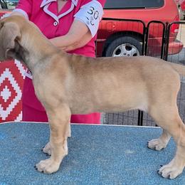 Purple Girl - Great Dane puppy from 7Sisters Great Danes