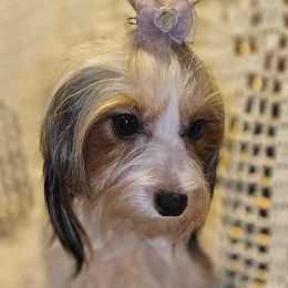 Faith - Yorkshire Terrier