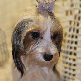 Faith - Yorkshire Terrier