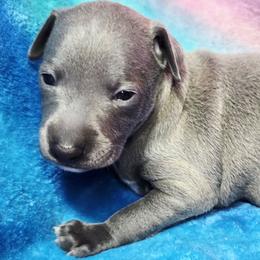 Smoke Show - Blue female Italian Greyhound puppy in Cadwell, Georgia from All The DoDa Day Italian Greyhounds