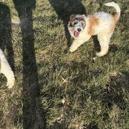 Lady - Brown and white Saint Berdoodle puppy in Batavia, Ohio from Donciedoodlesohio.com