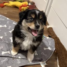 Bear - Black tri male Miniature American Shepherd puppy in Lake Ariel, Pennsylvania from Dream’s Edge Farm