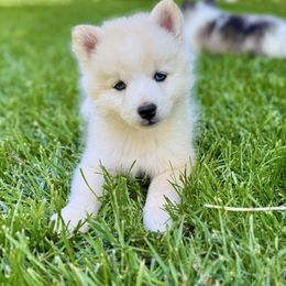 Ham - White male Pomsky puppy in Grass Valley, California from Karalot Pomskies