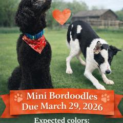 Bordoodle puppies from Korbella Farm