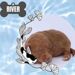 River - White female Bernedoodle puppy in Westminster, South Carolina from Goldendoodlepuppiessc