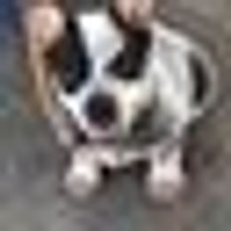 Australian Cattle Dog Puppies from Three Oaks Australian Cattledogs