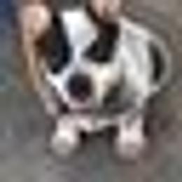Australian Cattle Dog Puppies from Three Oaks Australian Cattledogs