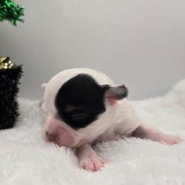 Opal - Black and white female Chihuahua puppy in Clinton, Missouri from RockyTop Hearts