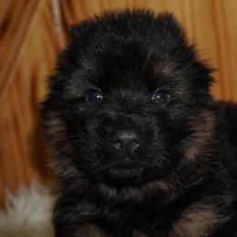 Blue Collar - Black and red male German Shepherd puppy in Howell, Michigan from Sheyenne’s Shepherds