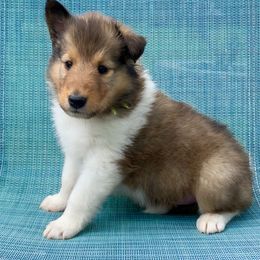 Kakamora - Sable and white female Collie puppy in St Augustine, Florida from Saltwater Collies LLC