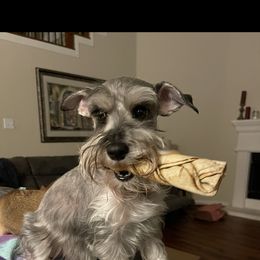 Miniature Schnauzer All Grown Up from Made with Love