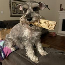 Miniature Schnauzer All Grown Up from Made with Love