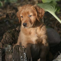 Golden Retrievers from Sue Kohlhepp
