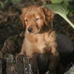 Golden Retrievers from Sue Kohlhepp