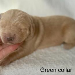Beavercreek- green collar - Golden male Golden Retriever puppy in Colorado Springs, Colorado from Mercy Mountain Bernedoodles