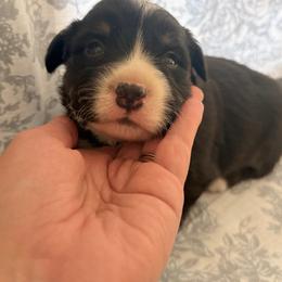 Boy 1 - Black and white male American Corgi puppy in Castle Rock, Washington from R and b corgis and farm