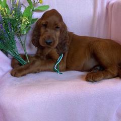 Irish Setter Puppies from Motley Acres Farm