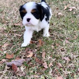 Cavalier King Charles Spaniel Puppies from Southern Valley Cavaliers