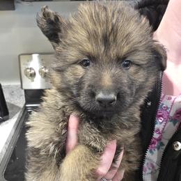 Red Collar Boy - Sable male German Shepherd puppy in Dallas, Pennsylvania from Mountainside German Shepherds