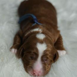 Rip - Red male Australian Labradoodle puppy in Fontana, California from Glory Labradoodle’s