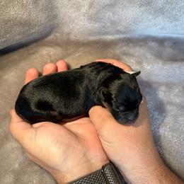6 - Black Tri Female - Black tri female Miniature Australian Shepherd puppy in Peoria, Arizona from B My Sunshines Mini Aussies