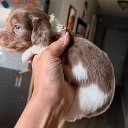 Spot - Piebald male Dachshund puppy in Menifee, California from The Weenie Hut Doxies