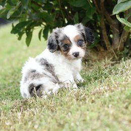 Cavalier King Charles Spaniel and Cavapoo Puppies from Lindsey’s Cavies