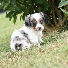 Cavalier King Charles Spaniel and Cavapoo Puppies from Lindsey’s Cavies