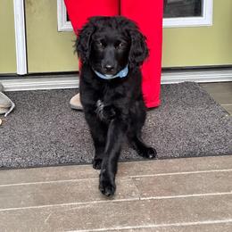 Boy 4 - Black male Goldendoodle puppy in Gig Harbor, Washington from Sandy’s Goldendoodles