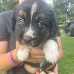 Comet - Black tri male Miniature American Shepherd puppy in Ruffin, North Carolina from Valkyrie Adventures