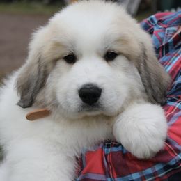Great Pyrenees Puppies from White O'Morn Farm AKC Great Pyrenees