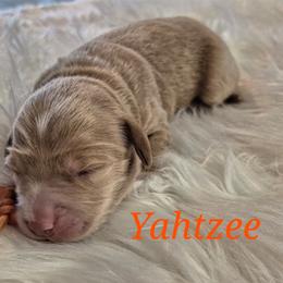 Yahtzee - Parchment female Labradoodle puppy in Sussex, Wisconsin from Dancing Doodles