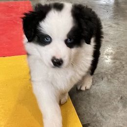 Miniature American Shepherds from Woodridge MAS