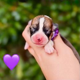 Purple Collar Girl - Red female Pembroke Welsh Corgi puppy in Yulee, Florida from Pembroke Welsh Corgis at Belle Haven
