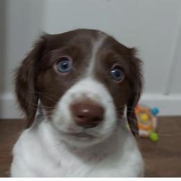 Girl1 - Piebald female Dachshund puppy in North Vernon, Indiana from Rudicel Dachshunds