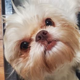 Adele - Shih Tzu